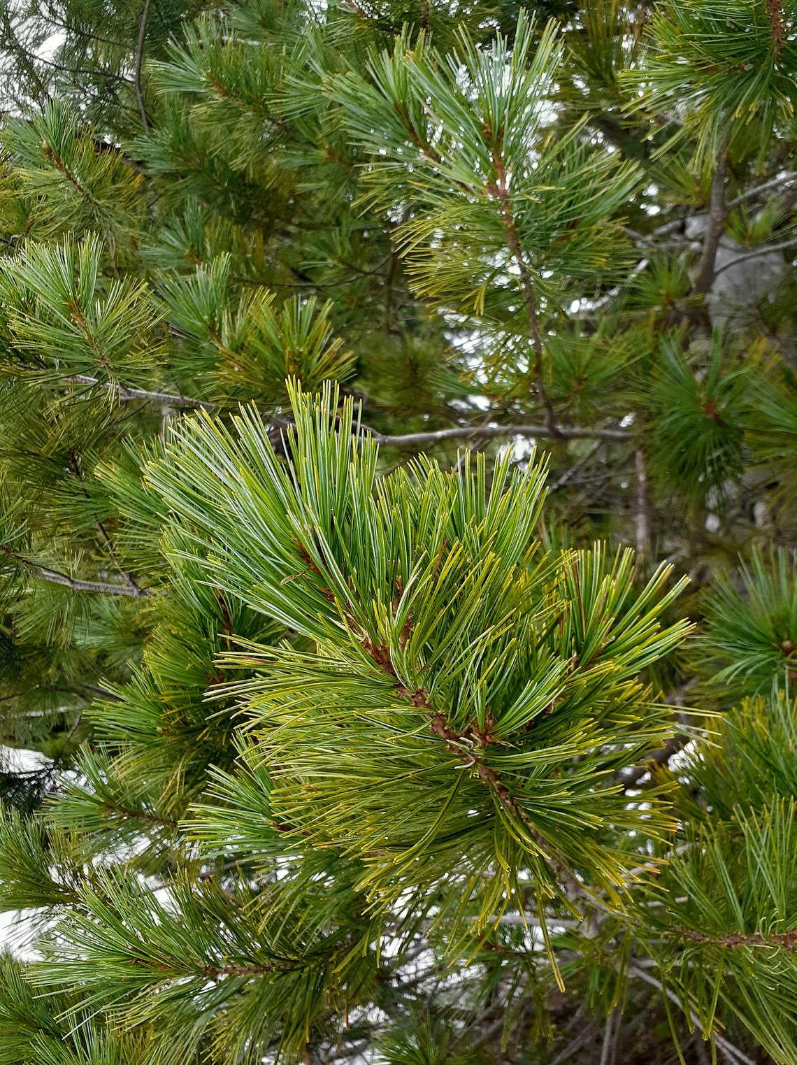Organic Western White Pine Needle Tea Herb Herbal Fresh Etsy