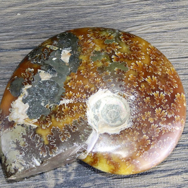 3.5''' Natural  Ammonite Fossil, polished Fossil Conch - fossil specimen - Ammonite Red, Iridescent  - Fossil- Snail  Fossil