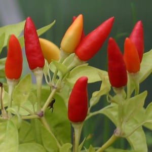 Kleine Topfchili, Samen