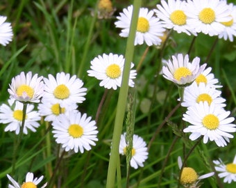 Daisies, seeds