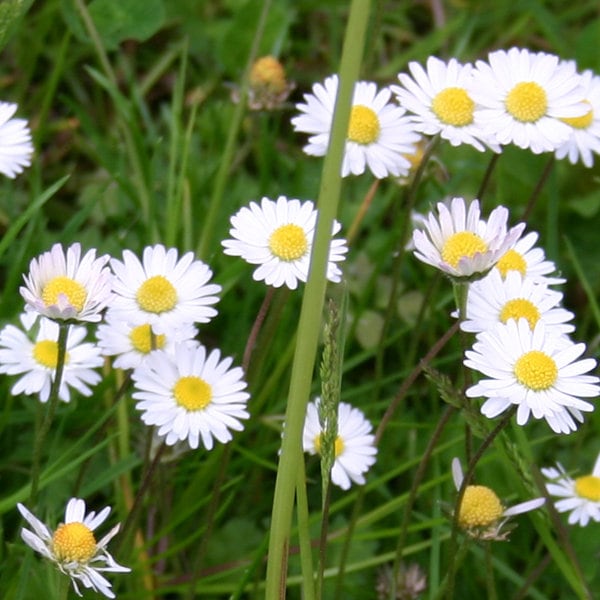 Gänseblümchen, Samen