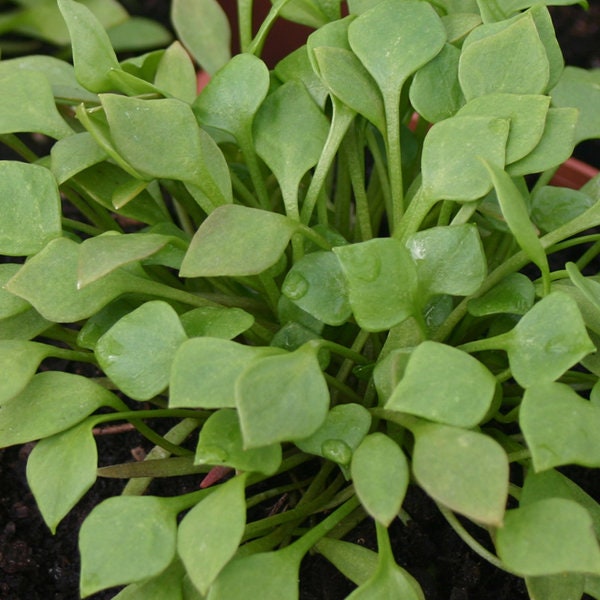Postelein / Winter Portulak / Claytonia perfoliata, Samen