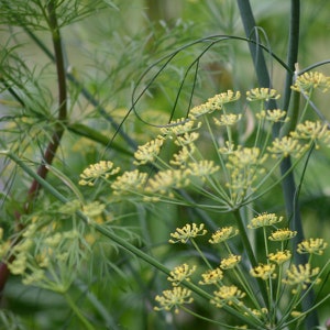 Würz-Fenchel, Samen