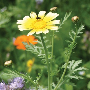Kronenwucherblume, Salatchrysantheme, Samen
