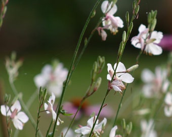 Prachtkerze, Samen