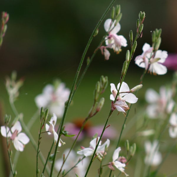 Prachtkerze, Samen