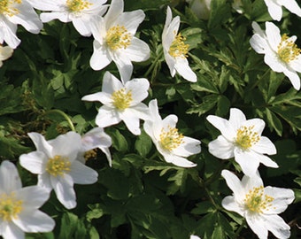 Wood anemone, seeds