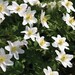 see more listings in the Perennial flowers section