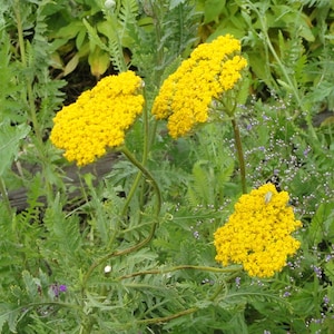 Gelbe Schafgarbe, Goldgarbe (Achillea filipendulina), Samen