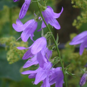 Acker-Glockenblume, Samen