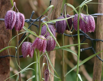 Checkered lily, checkered lily seeds