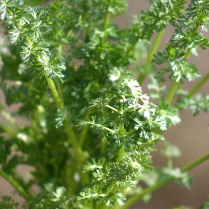 Caraway, seeds