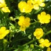 see more listings in the Perennial flowers section