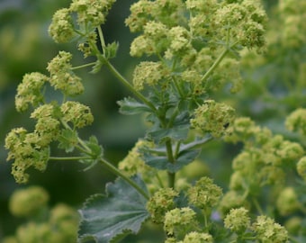 Lady's mantle, seeds