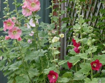 Hollyhock, seed mix