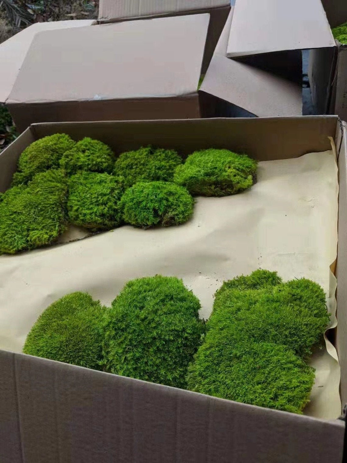 Moss Pillow / Bulk Moss Natural Green Moss Premium Etsy