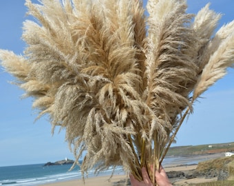 Luxury Large Fluffy Cornish Pampas Grass, Pack 50 STEMS, 110cm Floristry Pack