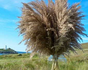 Extra Fluffy Brown Pampas Grass 110cm