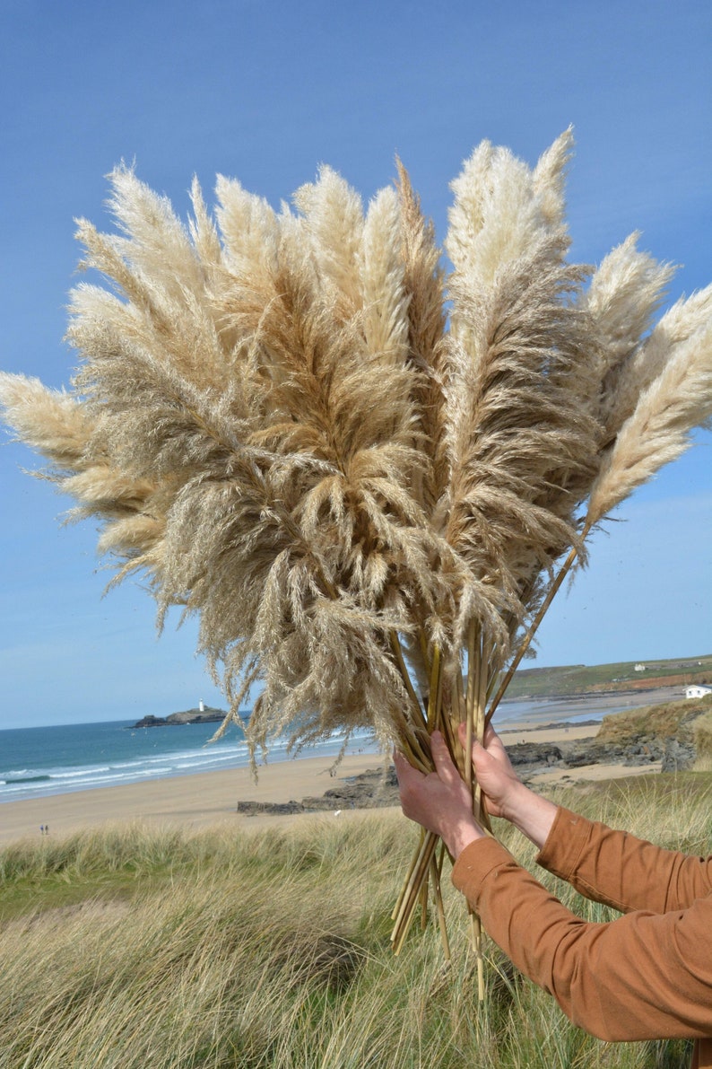 May include: A bouquet of dried pampas grass with natural beige and white plumes. The grass is held by a person's hands against a background of a beach and blue sky.
