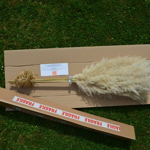 May include: A large, fluffy, dried pampas grass plume in a natural off-white color is packaged in a cardboard box with the word "FRAGILE" printed on the box. The grass is tied with blue ribbon and is ready to be shipped.