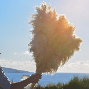 May include: A person holds a large bouquet of dried pampas grass with fluffy white plumes against a blue sky and ocean background.