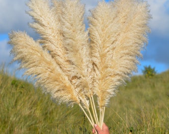 Luxury Large Fluffy Cornish Pampas Grass 115cm