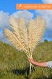 Luxury Large Fluffy Cornish Pampas Grass 110cm 