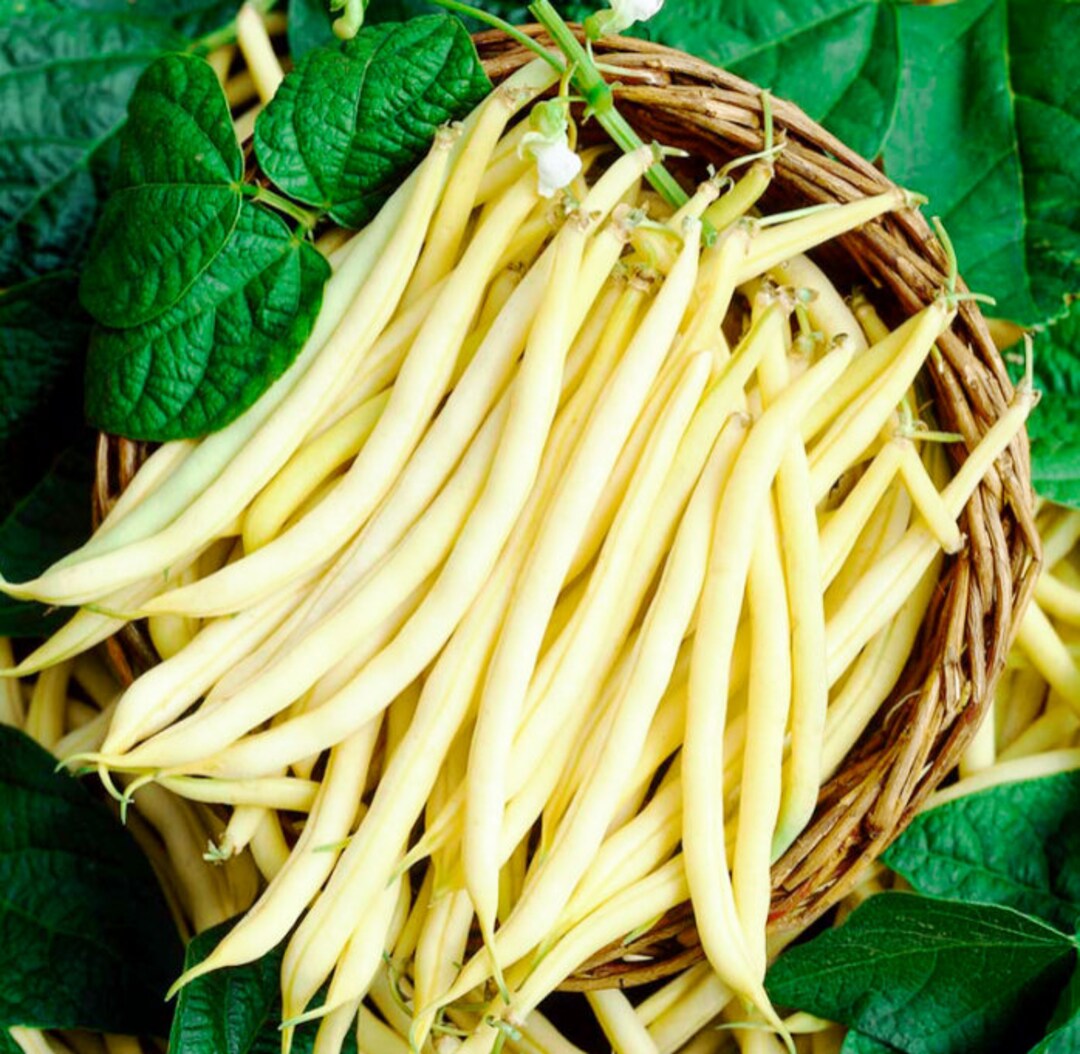 Golden Wax Bean, French Beans, String Beans, Snap Beans, Baguio Beans