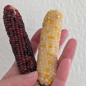 May include: Two ears of corn are held in a hand. One is a deep burgundy colour with dark kernels, the other is a pale yellow with yellow kernels. The corn is shown against a white background.