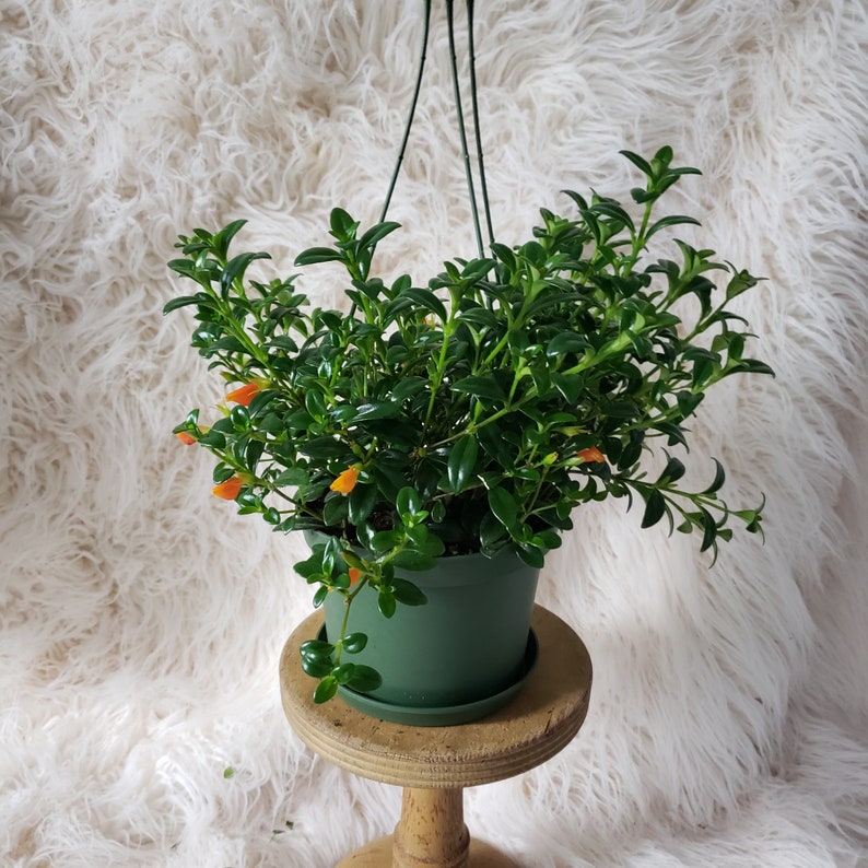 Goldfish plant Columnea gloriosa 6 hanging basket Etsy