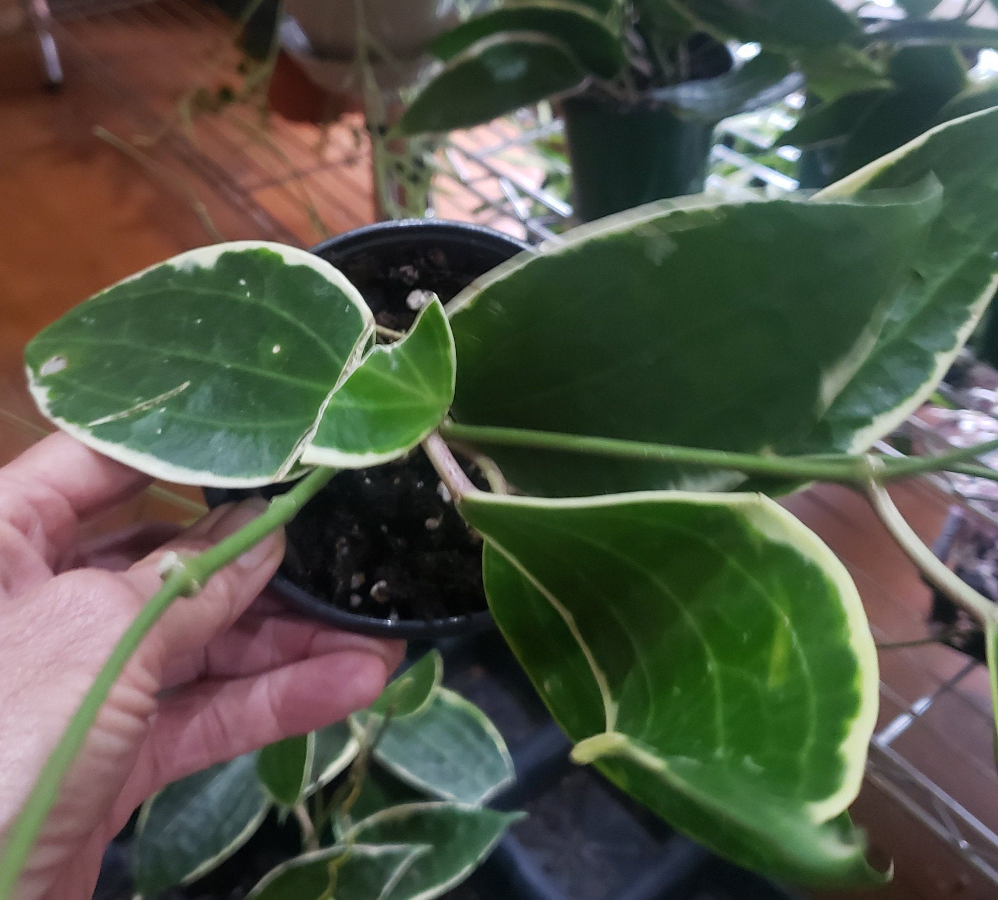 Hoya Macrophylla Albo Marginata /  Lacunosa 4" (not so perfect)