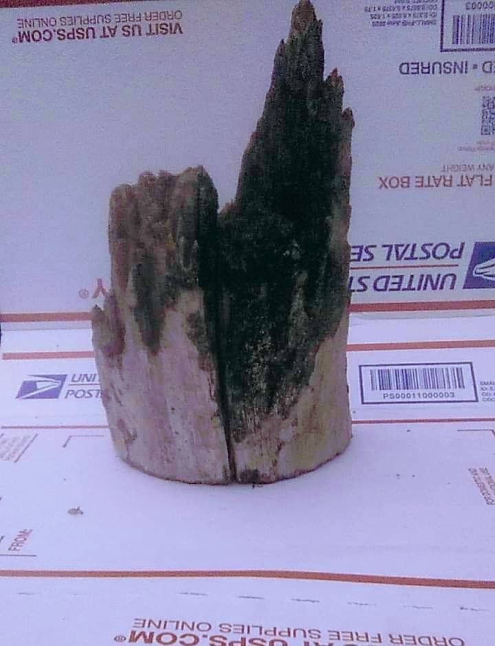 Petrified Wood Stumps for sale Only 3 left at 60