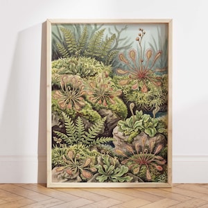 May include: A framed botanical print featuring detailed illustrations of carnivorous plants, including sundews, and ferns. The artwork showcases a variety of plant life in shades of green, red, and brown, set against a light background, within a wooden frame.