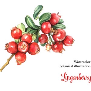 Lingonberry Botanical Watercolor Print, Wild berry Botanical Art Print, Wall Watercolor Art, Tea Decor, Kitchen Art Print