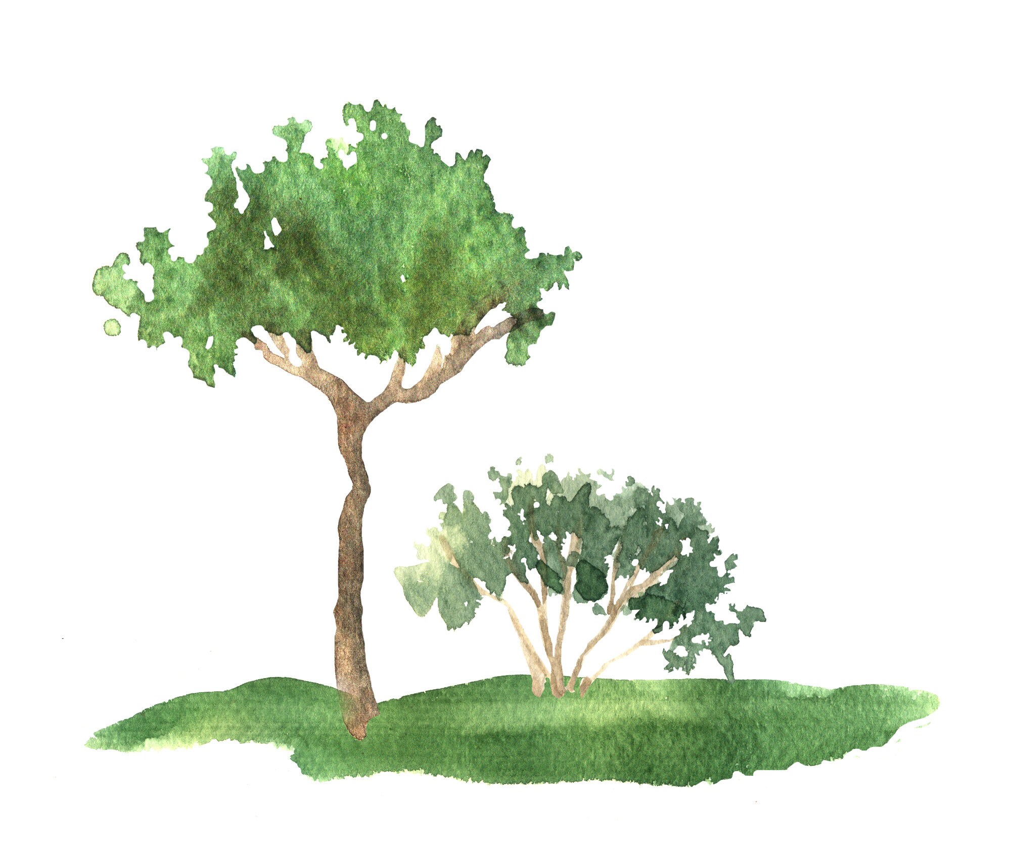 Watercolor Tree Clipart Tree Clipart Watercolor Tree Etsy