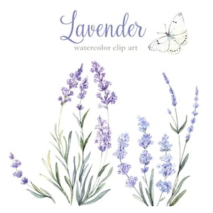 Aquarell Lavendel Clipart, Aquarell Blumen, handgemalte Blumen, kommerzielle Nutzung, persönlicher Gebrauch, PNG