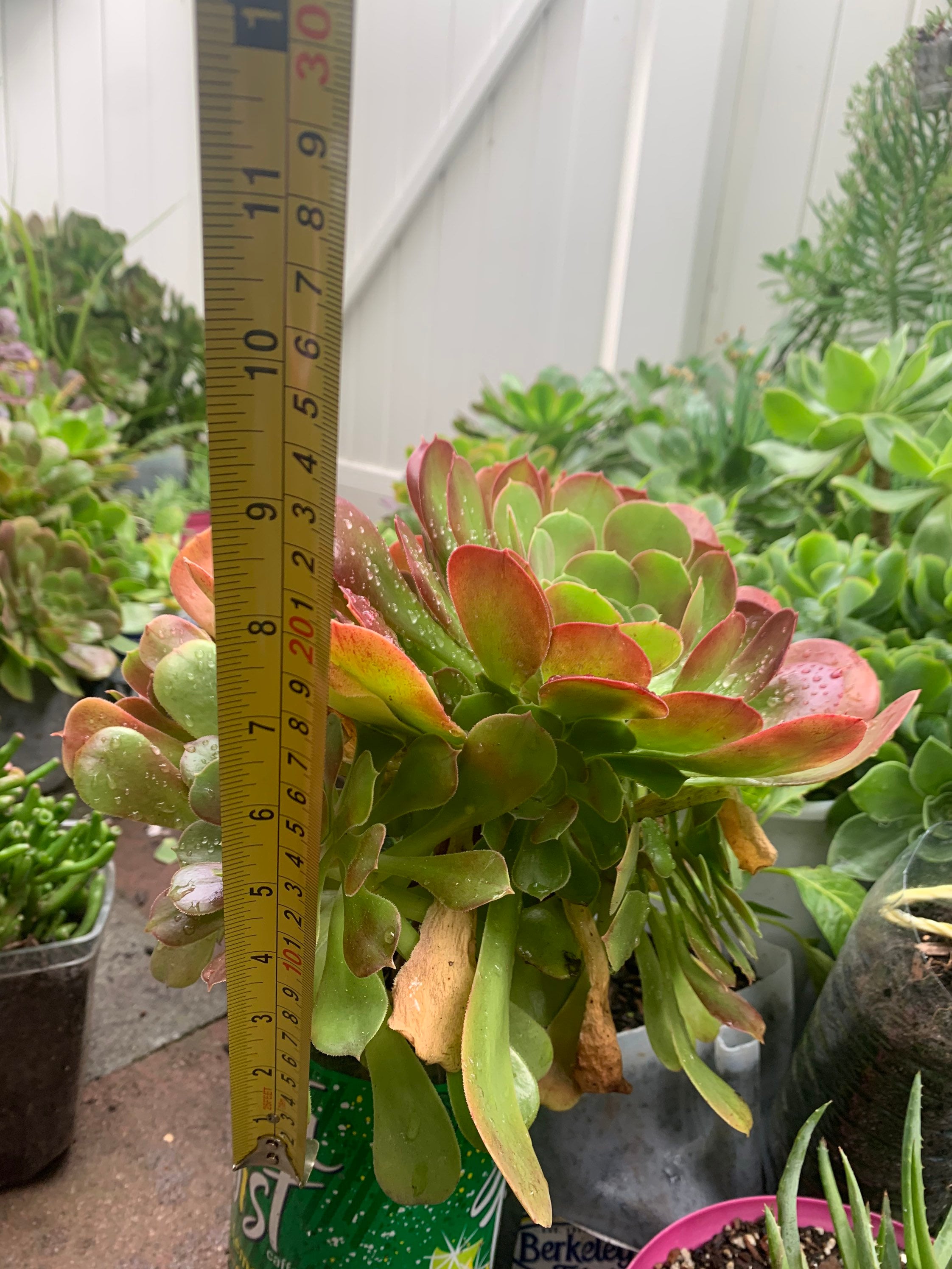 Mature Adult Succulent Plant Rooted Aeonium Canariense Etsy