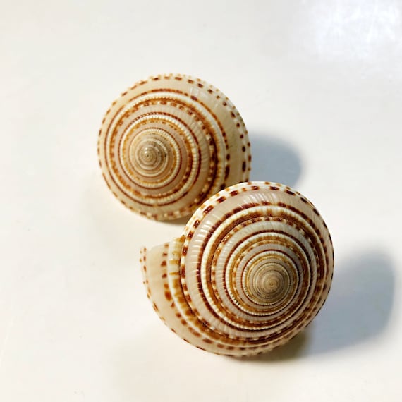 80's Conch Sea Shell Clip on Earrings - image 1