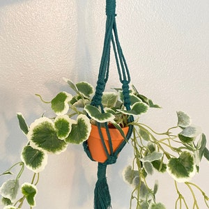 May include: A teal macrame plant hanger with a small terracotta pot and a trailing plant with green leaves and white edges.