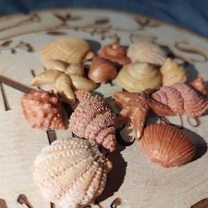May include: A collection of small seashells in various shades of brown, pink, and white. The shells are arranged on a wooden surface with a decorative pattern.