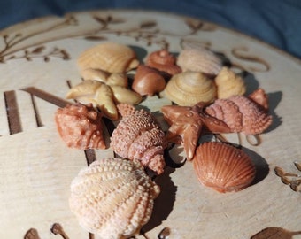 Scented Shell Wax Melts, Soy Wax, Choice of Colour and Scent, Perfect for gift, Highly Scented Wax, Birthday gift, Beach themed gift