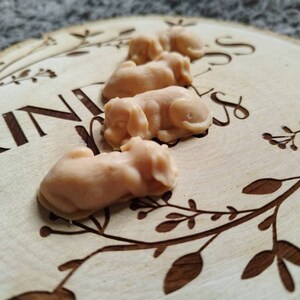 May include: Four small, beige, sleeping dog-shaped soaps on a wooden surface with the word "kindness" carved into it.