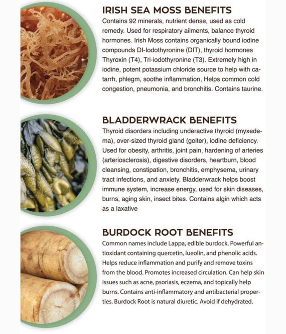 Bladderwrack Burdock Root and Elderberry Infused Sea Moss. - Etsy Australia Bladderwrack Burdock Root and Elderberry Infused Sea Moss. - Etsy Australia