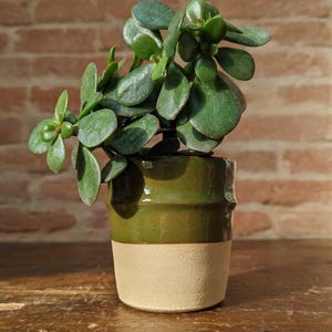 Può includere: Una pianta di giada in vaso. Il vaso in ceramica è bicolore, verde nella parte superiore e beige in quella inferiore. Le foglie verdi e ovali della pianta contrastano con il vaso. Il vaso è su una superficie di legno.