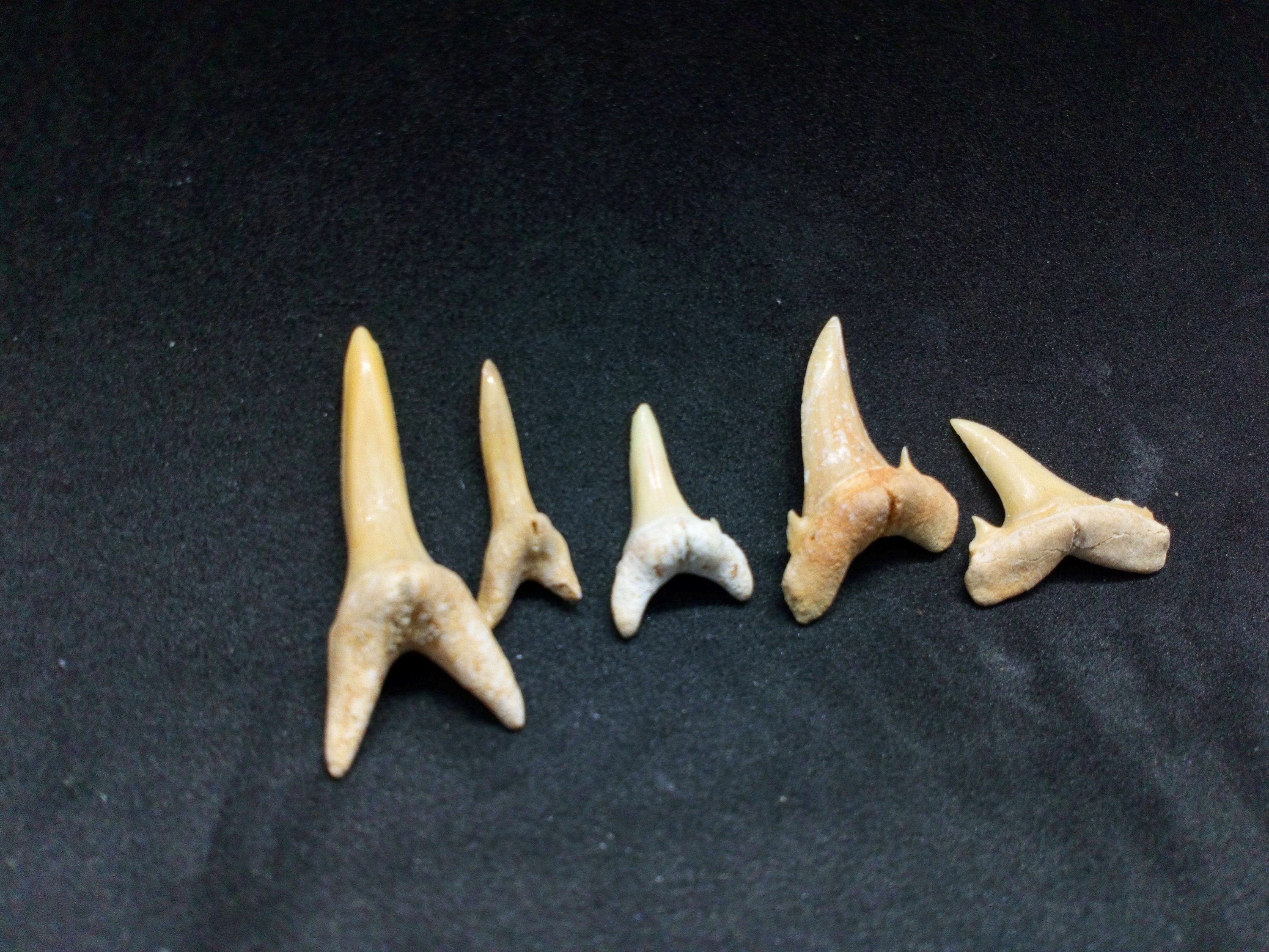 Prehistoric Shark Teeth | Etsy