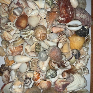 Genuine Bulk Lot Real Sea Shells From Vieques Island, Puerto Rico ...