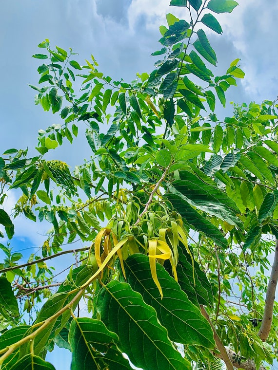 Ylang Ylang Natural Dried Flower Herb Potpourri Tea Seed Lot Etsy