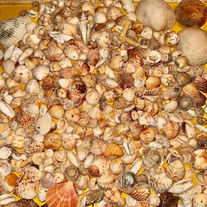 May include: A collection of various seashells in shades of tan, brown, and white, with some featuring intricate patterns and textures. The assortment includes conch shells, clamshells, and other marine specimens, creating a natural, coastal theme.