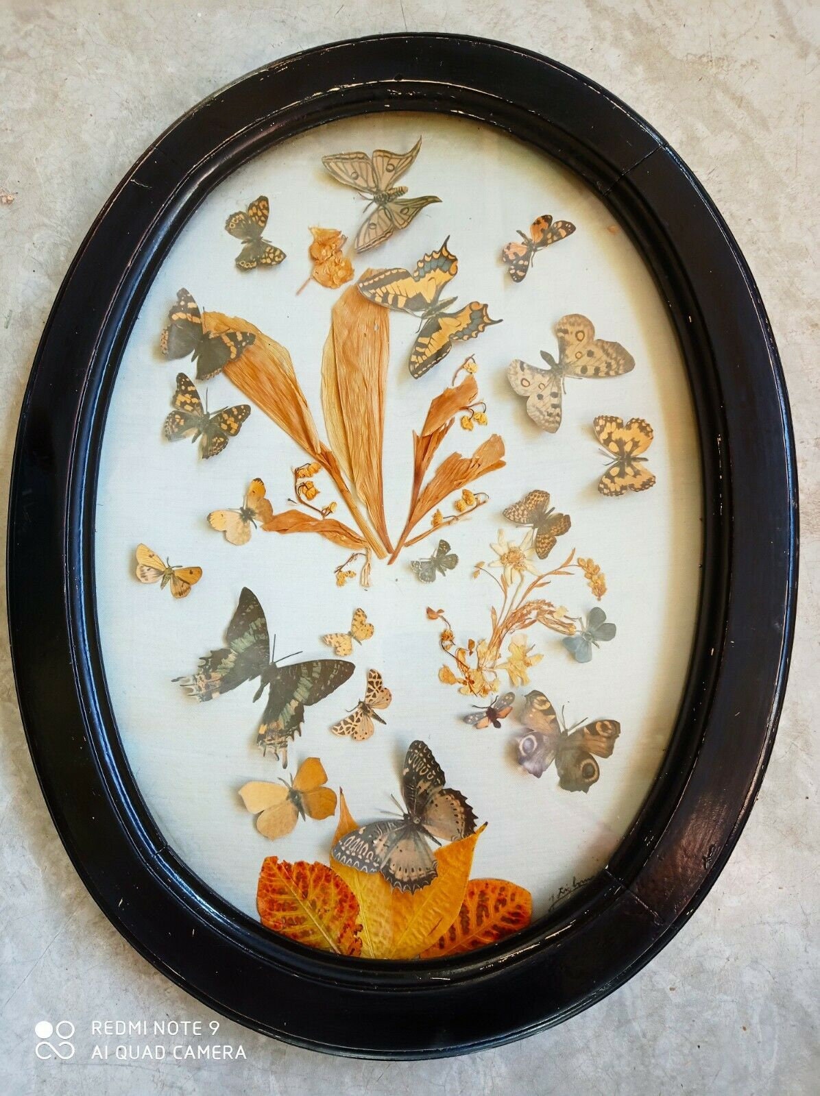 Tableau Papillons Herbier .cabinet de Curiosités Découpis 19E.folk Art Butterfly