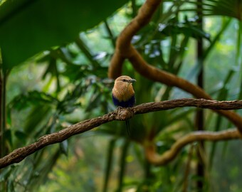 May include: A colorful bird with brown, blue, and tan plumage perches on a brown branch. The bird is the focal point, set against a blurred background of green foliage and brown vines. The image has a natural, outdoor theme.